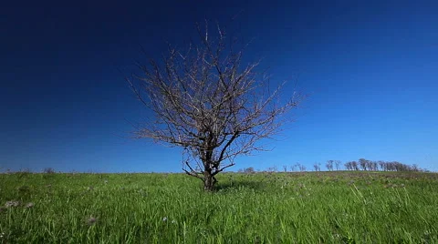 Summer landscape Stock Footage 6716616