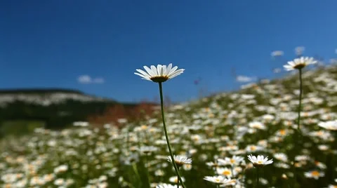 Summer landscape Stock-Footage 7135395