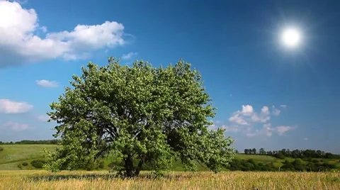 Summer landscape Stock Footage 7749492
