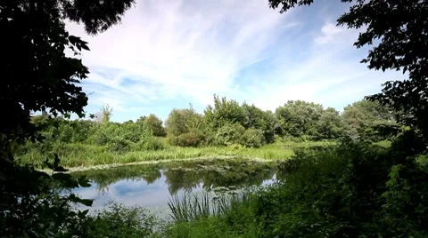 Summer landscape. Stock Footage 8634913