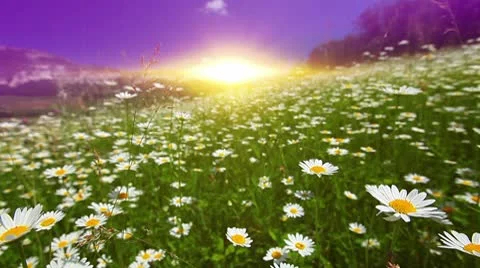 Summer landscape Stock Footage 10686406