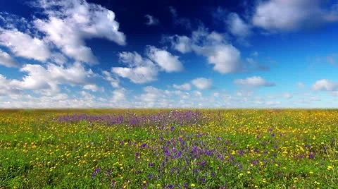 Summer landscape Stock-Footage 10686745