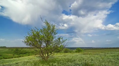 Summer landscape Stock Footage 11130042