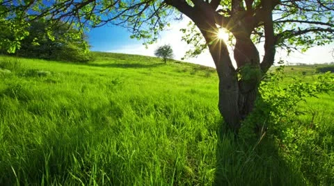 Summer landscape Stock-Footage 11133343