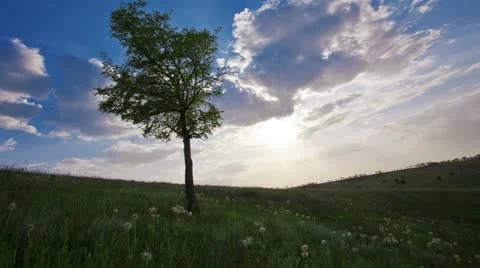 Summer landscape Stock Footage 11133449