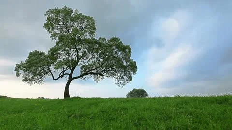 Summer landscape Stock Footage 11883187