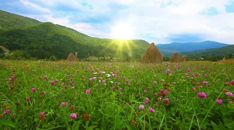 Summer landscape Stock-Footage 11959557