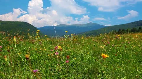 Summer landscape Stock Footage 11976594