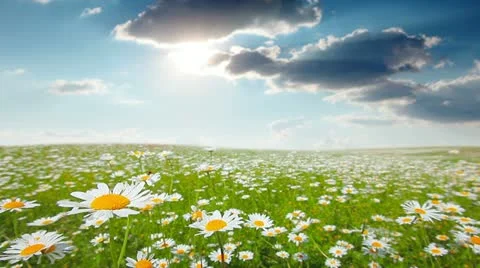 Summer landscape Stock Footage 13115625