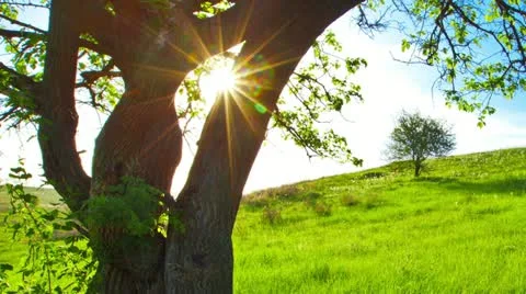 Summer landscape Stock Footage 20448418