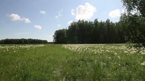 Summer landscape Stock Footage 22325059