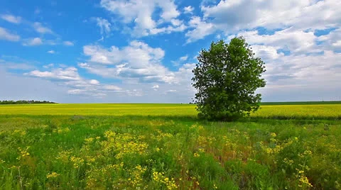 Summer landscape Stock Footage 23460382