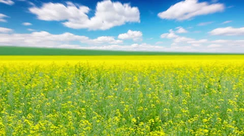 Summer landscape Stock Footage 25748179