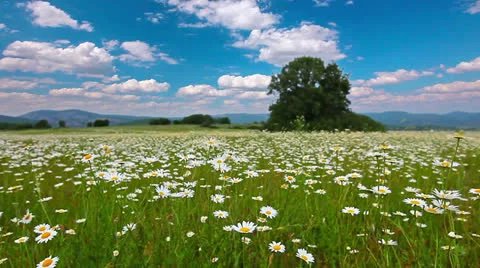 Summer landscape Stock Footage 25871243