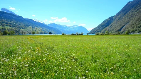 Summer landscape. Stock Footage 75368713