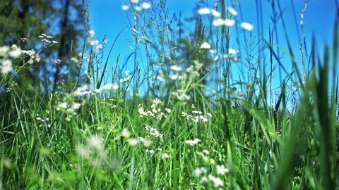 Summer Landscape Видео 91477185