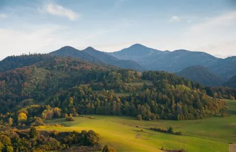 Summer landscape, forest Stock Photos
