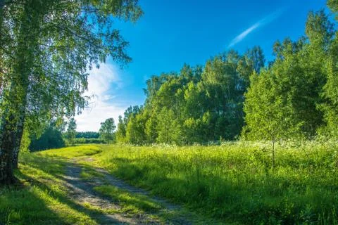 Summer landscape with forest road. Stock Photos