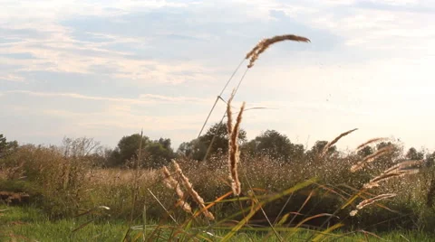 Summer landscape - grass field in summer. Stock Footage 67627616