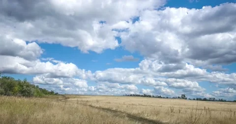Summer landscape, grasses, forest, clouds. Stock Footage 137881858