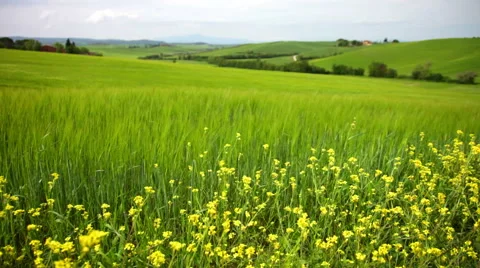 Summer landscape with a green field and yellow flowers Stock Footage 42811495