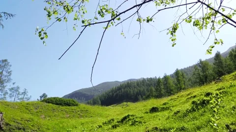 Summer landscape with green fields and pine forest at sunset Stock Footage 130779754