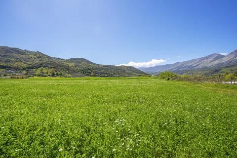 Summer landscape with green fields Stock Photos