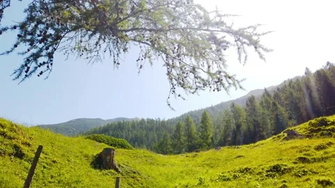 Summer landscape green fields, sunbeams and pine forest at sunset Stock Footage 131832192