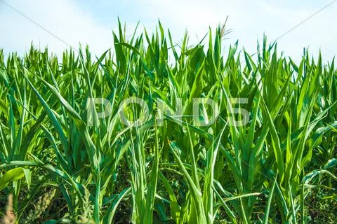 Summer landscape with green grass Stock Illustration