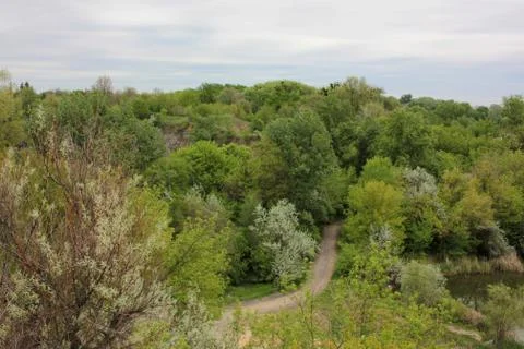 Summer landscape with green trees. A path over the lake leads into the woods. Stock Photos