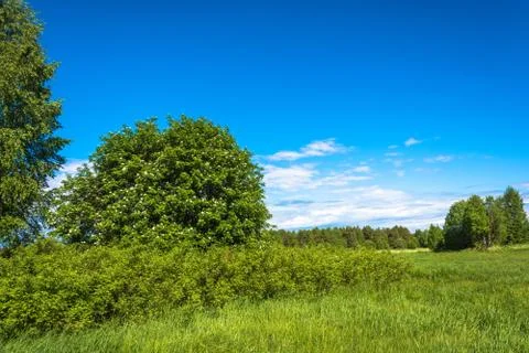 Summer landscape with green trees. Stock Photos
