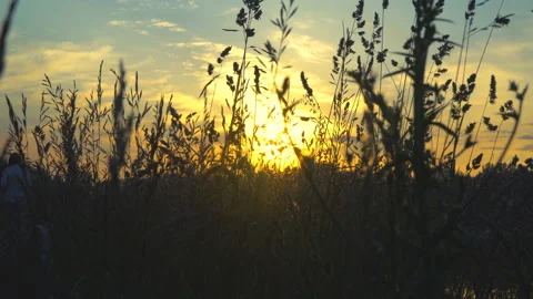 Summer landscape with herbs at sunset Stock Footage 91094550