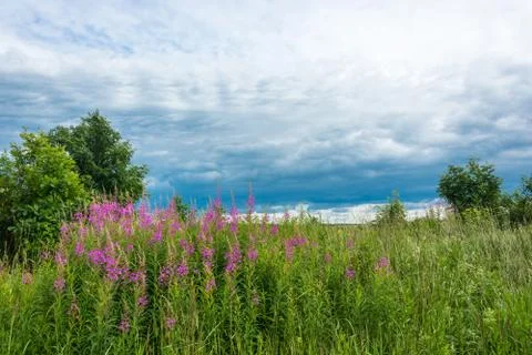 Summer landscape with Ivan-tea. Stock Photos
