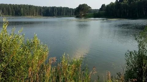 Summer landscape with lake and pine forest. 库存影片 115546366