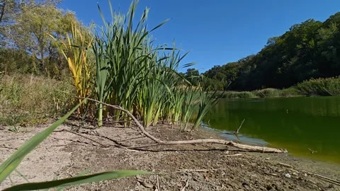 Summer landscape by the lake Stock Footage 317649490