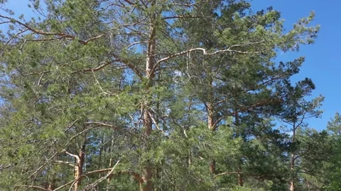 Summer Landscape of the Long Green Needles Video stock 202095190
