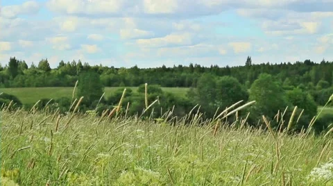 Summer landscape with meadow Video stock 58657596