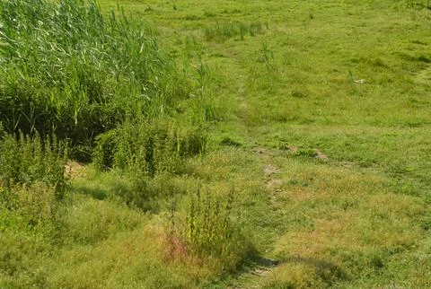 Summer landscape, meadow, path, grass and reeds. Stock Photos