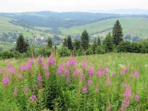 Summer landscape in the mountains of the Carpathians Foto stock