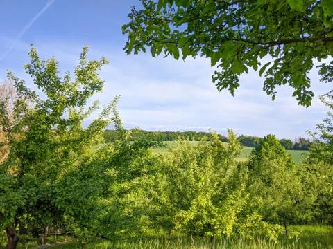 Summer landscape of orchard, with trees, fields, and rolling hills Stock Photos