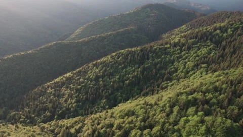 Summer Landscape Over Green Forests in the Carpathian Mountains Stock Footage 312404248