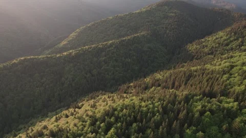 Summer Landscape Over Green Forests in the Carpathian Mountains Stock Footage 312404251