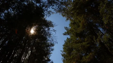 Summer landscape with passing clouds through the branches of a pine forest. time Video stock 139589334