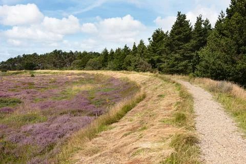 Summer landscape with path way between blossoming purple heather flowers Stock Photos