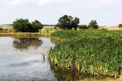 Summer landscape Stock Photos