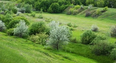 Summer landscape Foto stock