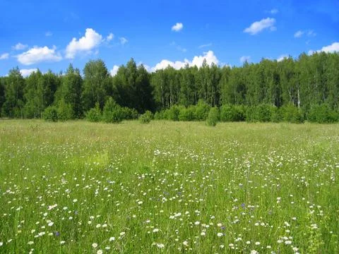 Summer landscape Stock Photos