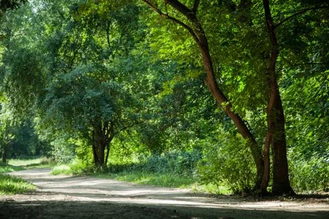 Summer landscape Stock Photos