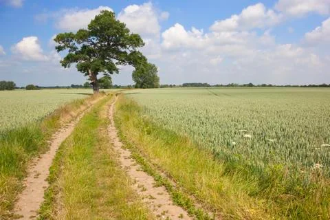 Summer landscape Stock Photos