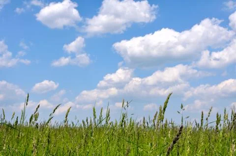 Summer landscape Stock Photos